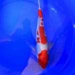 Kohaku 