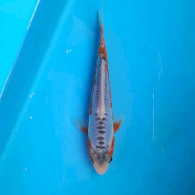 Shusui 17cm