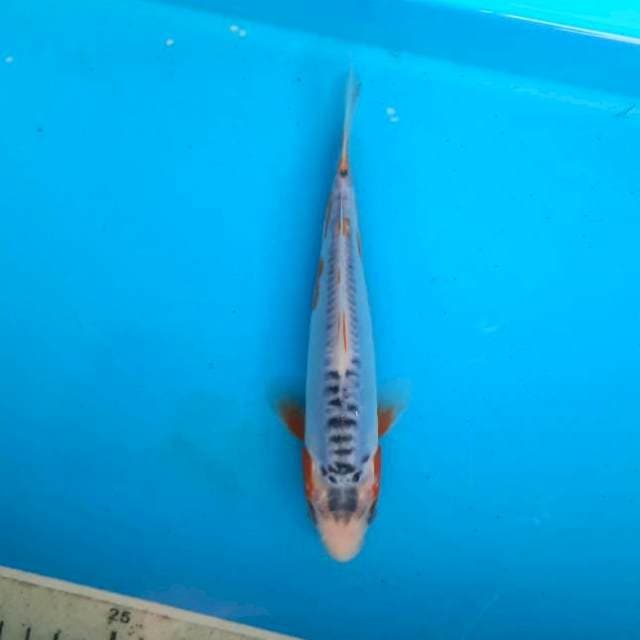Shusui 17cm