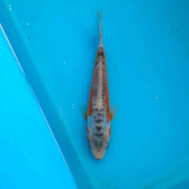 Shusui 16cm