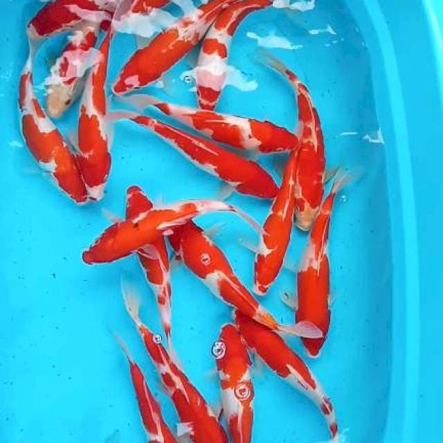 Mix koi 20 ekor 27:32cm