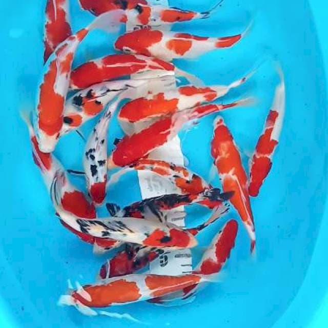Mix koi 17:22cm 20 ekor