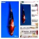 Showa 38cm Impor Sakai Fish Farm