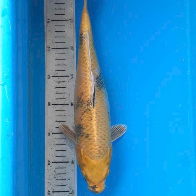Kin showa 37cm
