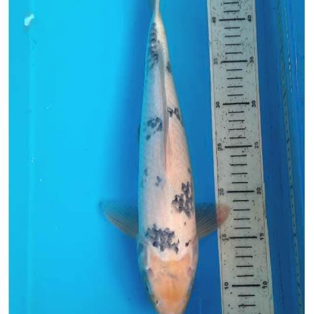 Shiro 41cm 