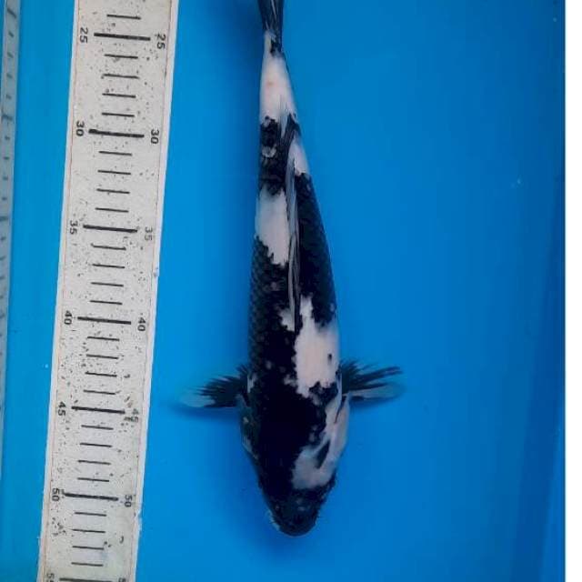 Shiro 31cm
