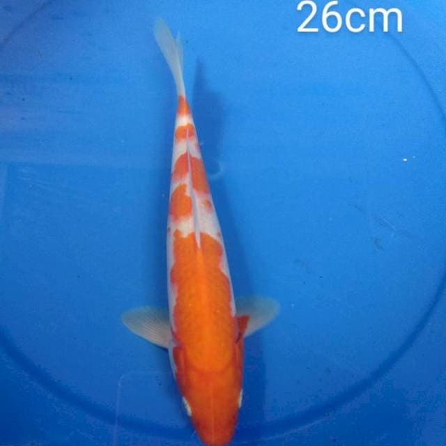 Kohaku 26cm