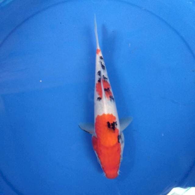 Sanke 24cm