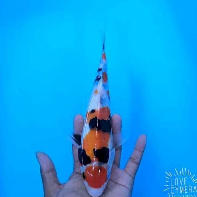 Maruten sanke 28cm