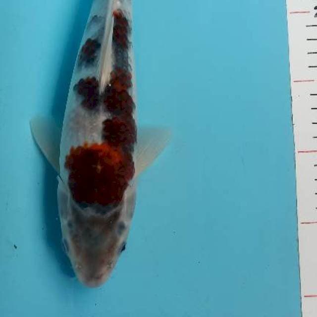 Goromo,31cm
