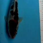 Goromo,31cm