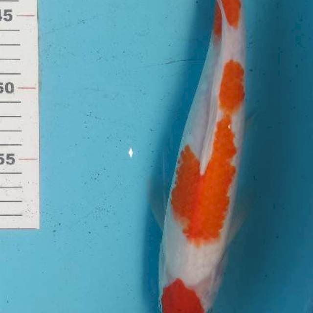 Kohaku 33cm