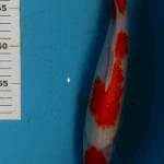 Kohaku 33cm