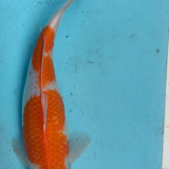 Kohaku 31cm