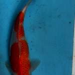 Kohaku 31cm