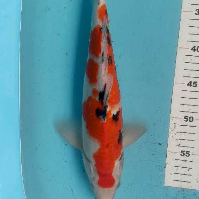 Sanke 37cm