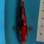 Sanke 37cm