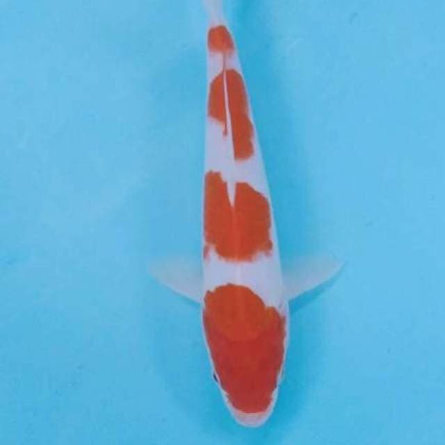 Kohaku 4step 25cm