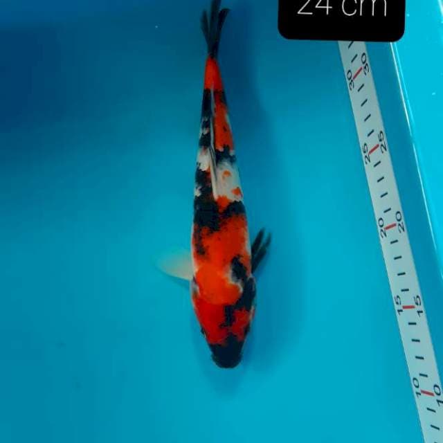 Showa 24 cm