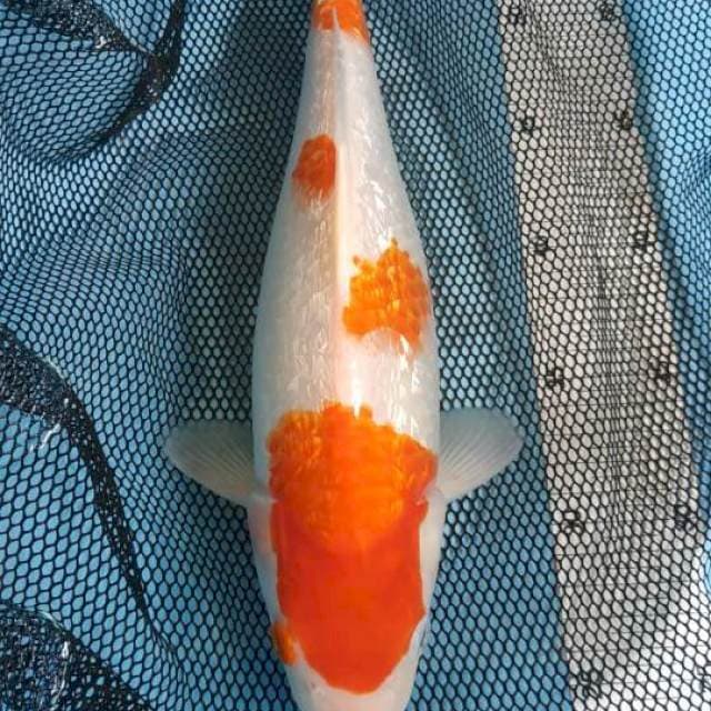Kohaku Ginrin 35cm Female