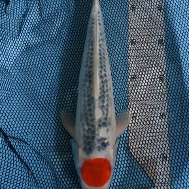 Tancho Ghosiki 30cm