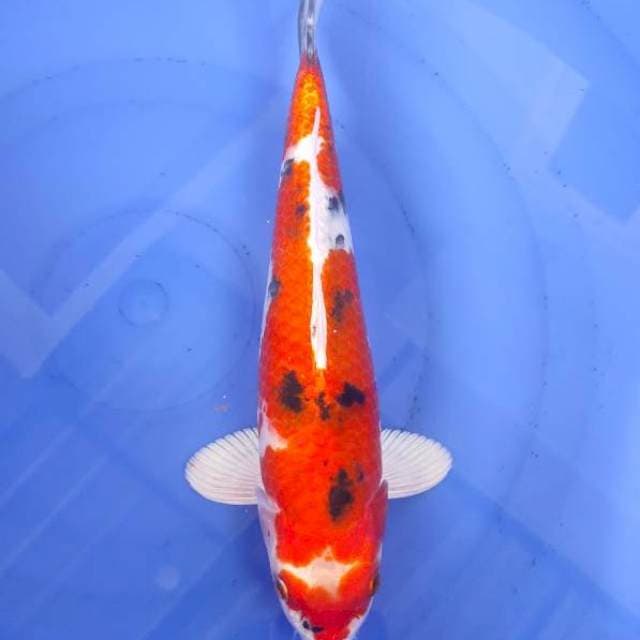 Yamato Nishiki 31cm Male