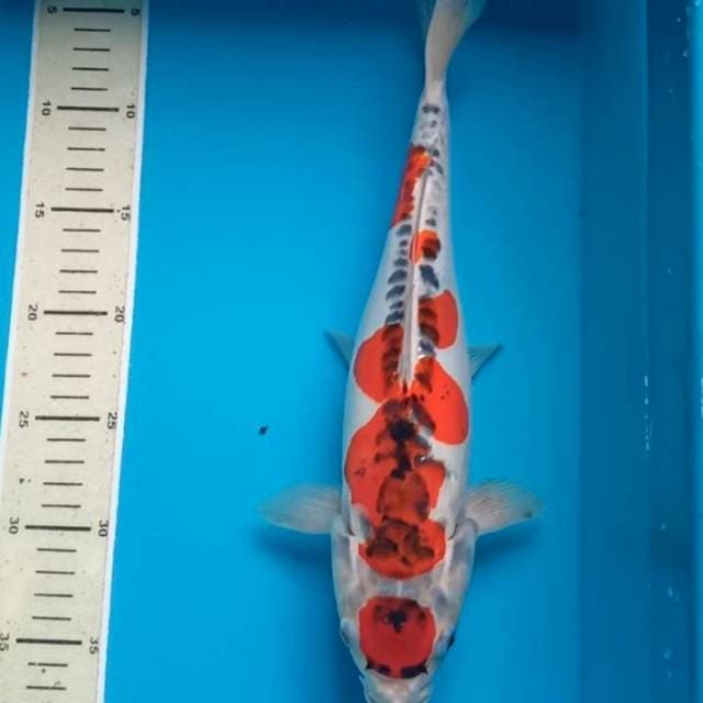 Benikiko 33 cm Female