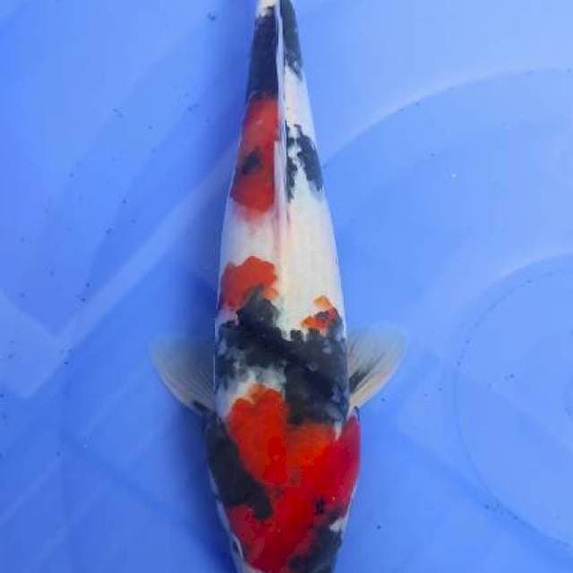 Showa 30cm