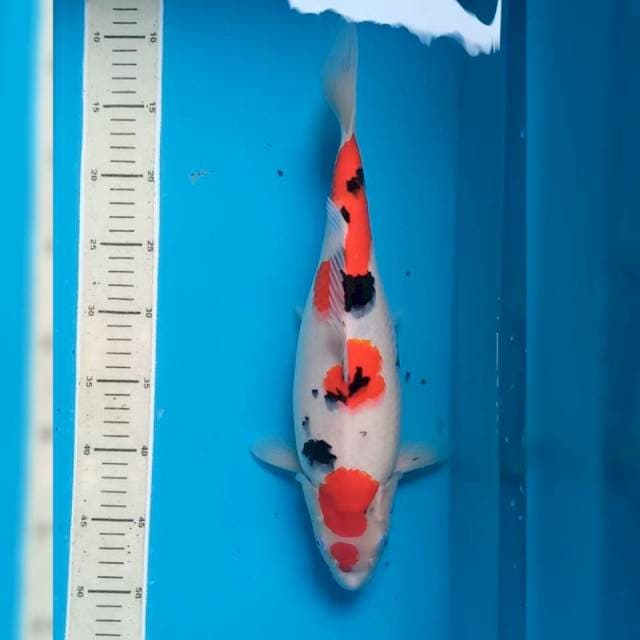 Sanke 35 up Female