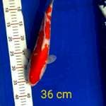Kohaku merah strong