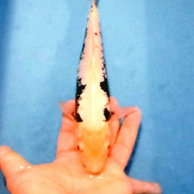 Kumonryu 28cm