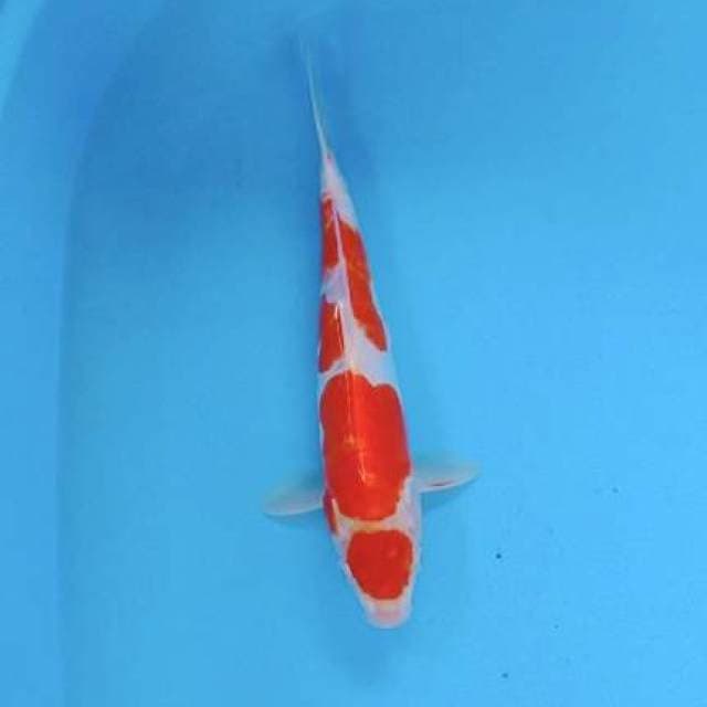 Maruten kohaku doid 30cm