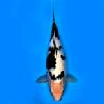 SABANA ~ BIG SIZE SHIRO WHITE SHINE
