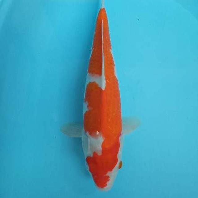 Kohaku female 40cm