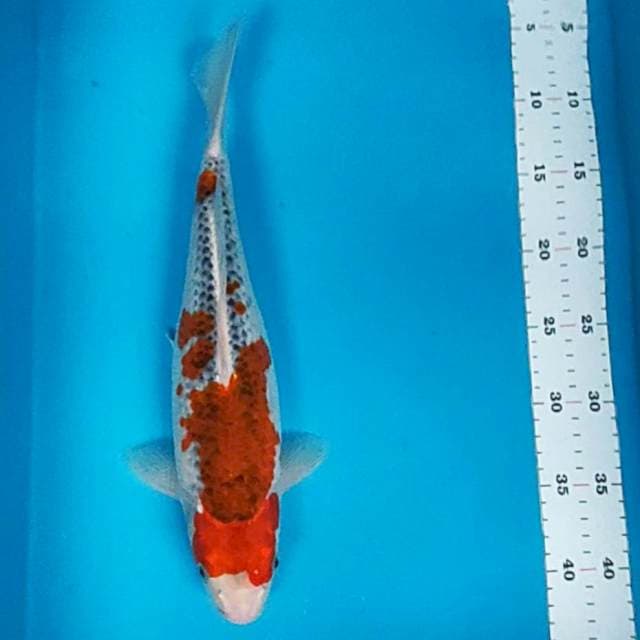 Goshiki merah jos 36cm