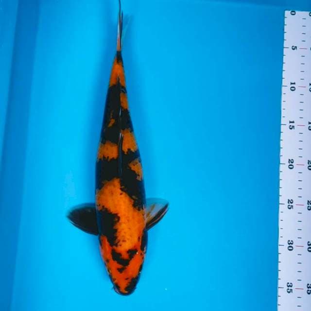Utsuri jos 35cm male