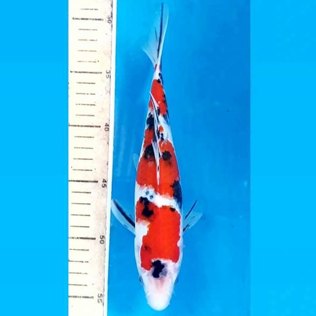 Sanke, 24 cm