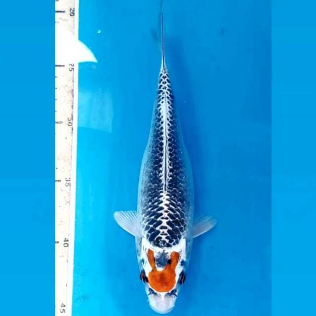 Tancho kujaku, 23 cm