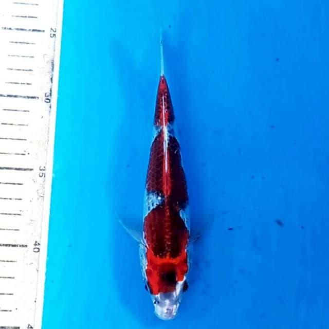 Goshiki, 19 cm