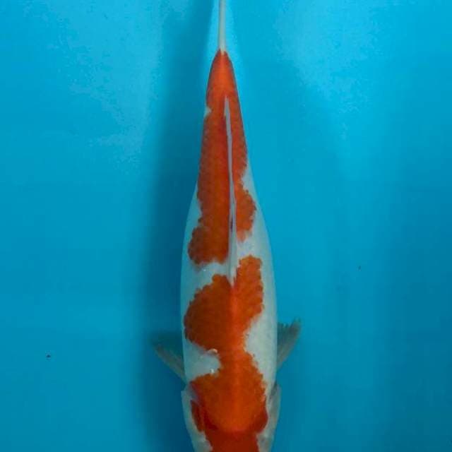 Kohaku Red Strong35cm 