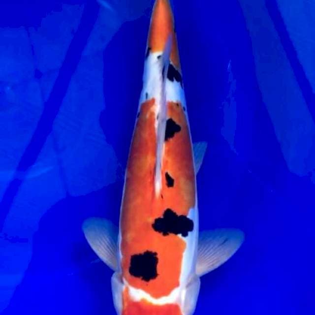 Sanke 31cm