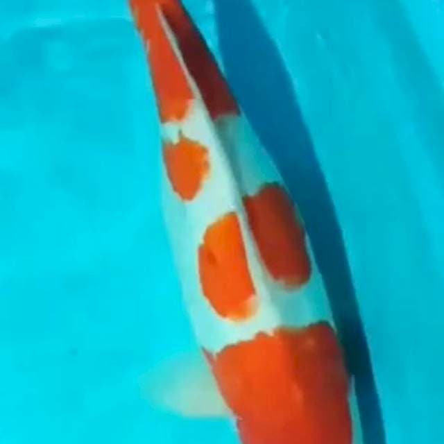 Kohaku Doit 46 cm