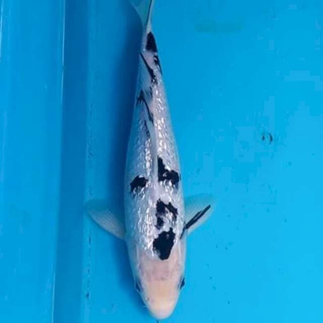 Bekko ginrin 27cm