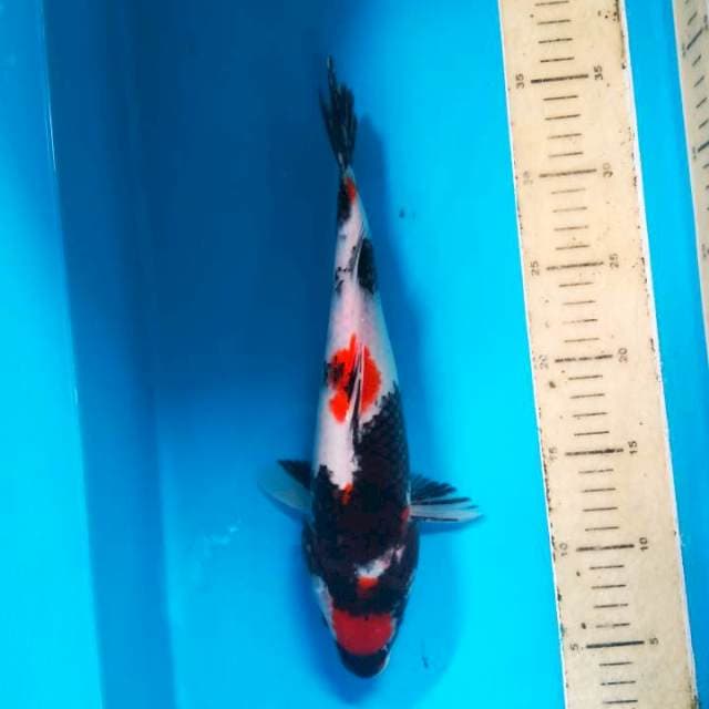 Maruten Showa 31 cm