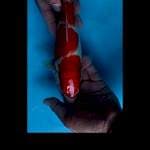 KOHAKU MERAH TAJAM