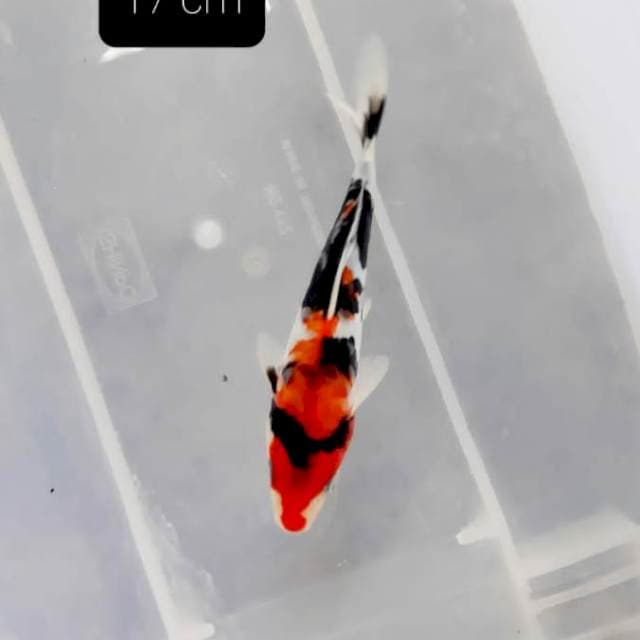 Showa 17 cm