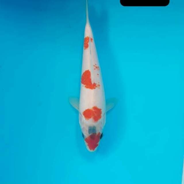 Kohaku 22 cm