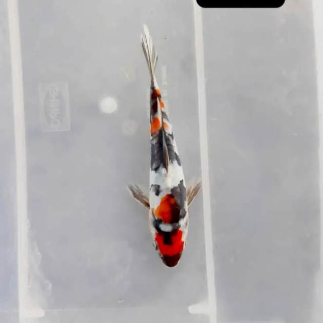 Tancho showa 17 cm