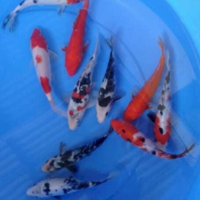 Paket 10 ekor 17-19 cm