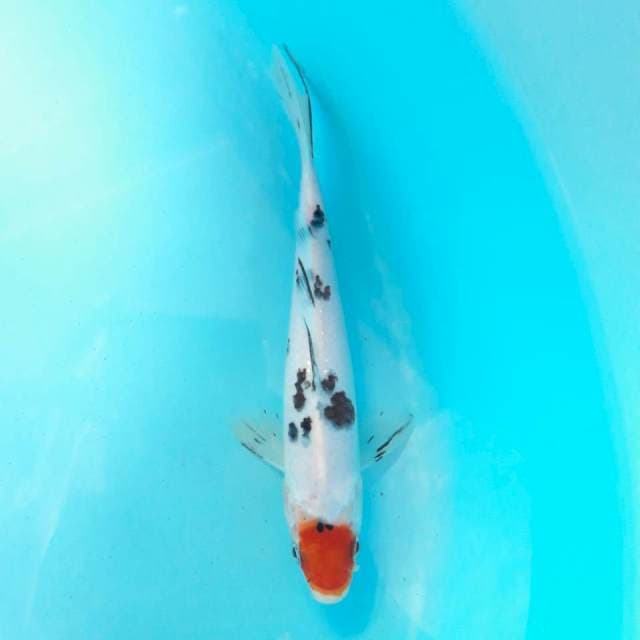 Tancho Sanke 20cm